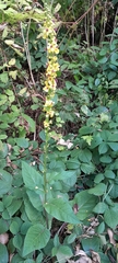 Verbascum nigrum