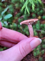 Lactarius fragilis