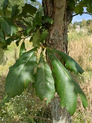 Quercus texana