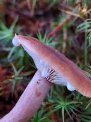 Lactarius fragilis