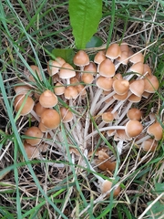 Britzelmayria multipedata