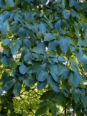 Angiospermae
