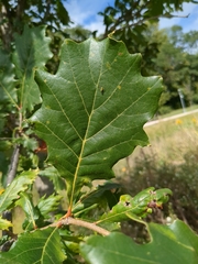 Quercus texana