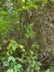 Liquidambar