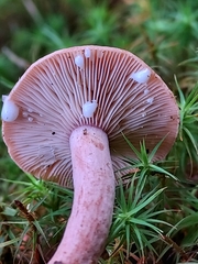 Lactarius fragilis