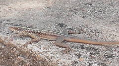 Tropidurus semitaeniatus