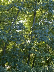 Angiospermae