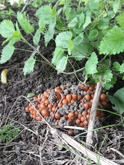 Britzelmayria multipedata