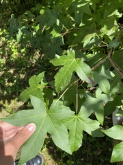 Liquidambar