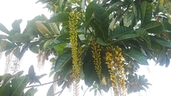 Lophanthera lactescens
