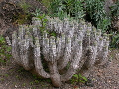 Euphorbia handiensis