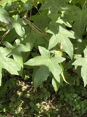 Liquidambar