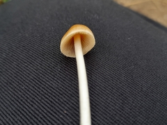 Britzelmayria multipedata