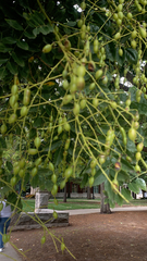 Styphnolobium japonicum