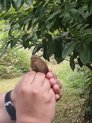 Troglodytes pacificus