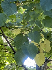 Tilia americana