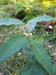Asclepias exaltata