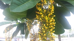 Lophanthera lactescens
