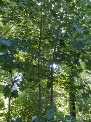 Tilia americana