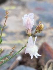 Linaria nivea