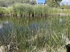 Schoenoplectus acutus