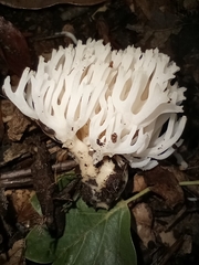 Clavariineae