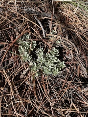 Antennaria parvifolia