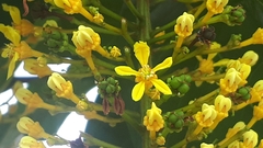 Lophanthera lactescens