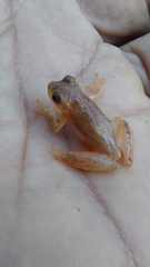 Dendropsophus mathiassoni