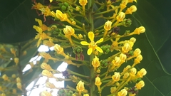 Lophanthera lactescens