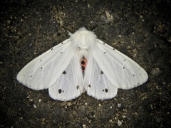 Spilosoma punctaria