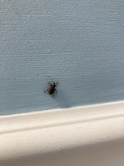 Otiorhynchus rugosostriatus