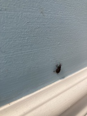 Otiorhynchus rugosostriatus