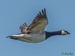 Branta leucopsis