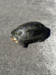 Emydoidea blandingii