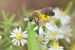 Andrena asteris
