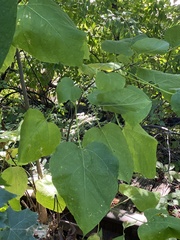 Tilia americana
