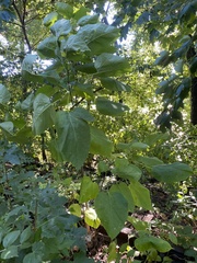 Tilia americana