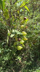 Cardiospermum halicacabum
