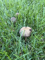 Panaeolus foenisecii