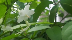 Wrightia religiosa