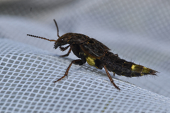 Ontholestes cingulatus