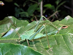 Tettigoniidae