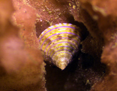 Calliostoma
