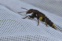 Ontholestes cingulatus