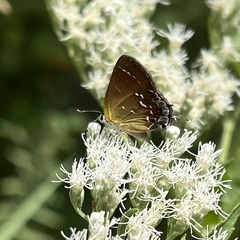 Callophrys gryneus