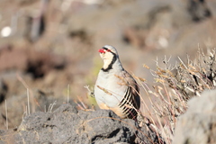 Alectoris chukar