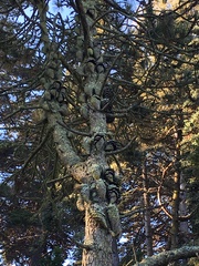 Pinus attenuata