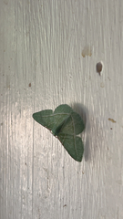 Dichorda illustraria