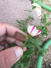 Portulaca umbraticola